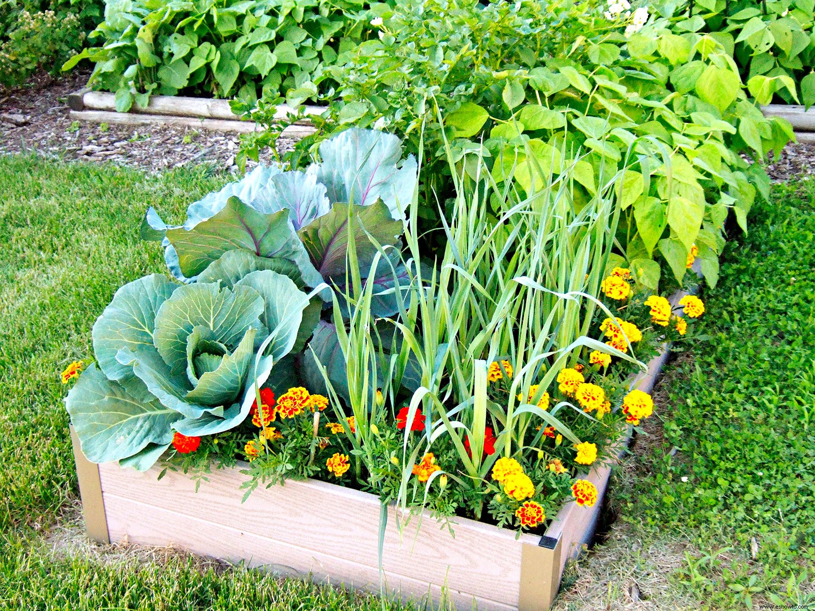 Qué vegetales plantar ahora en su jardín comestible 