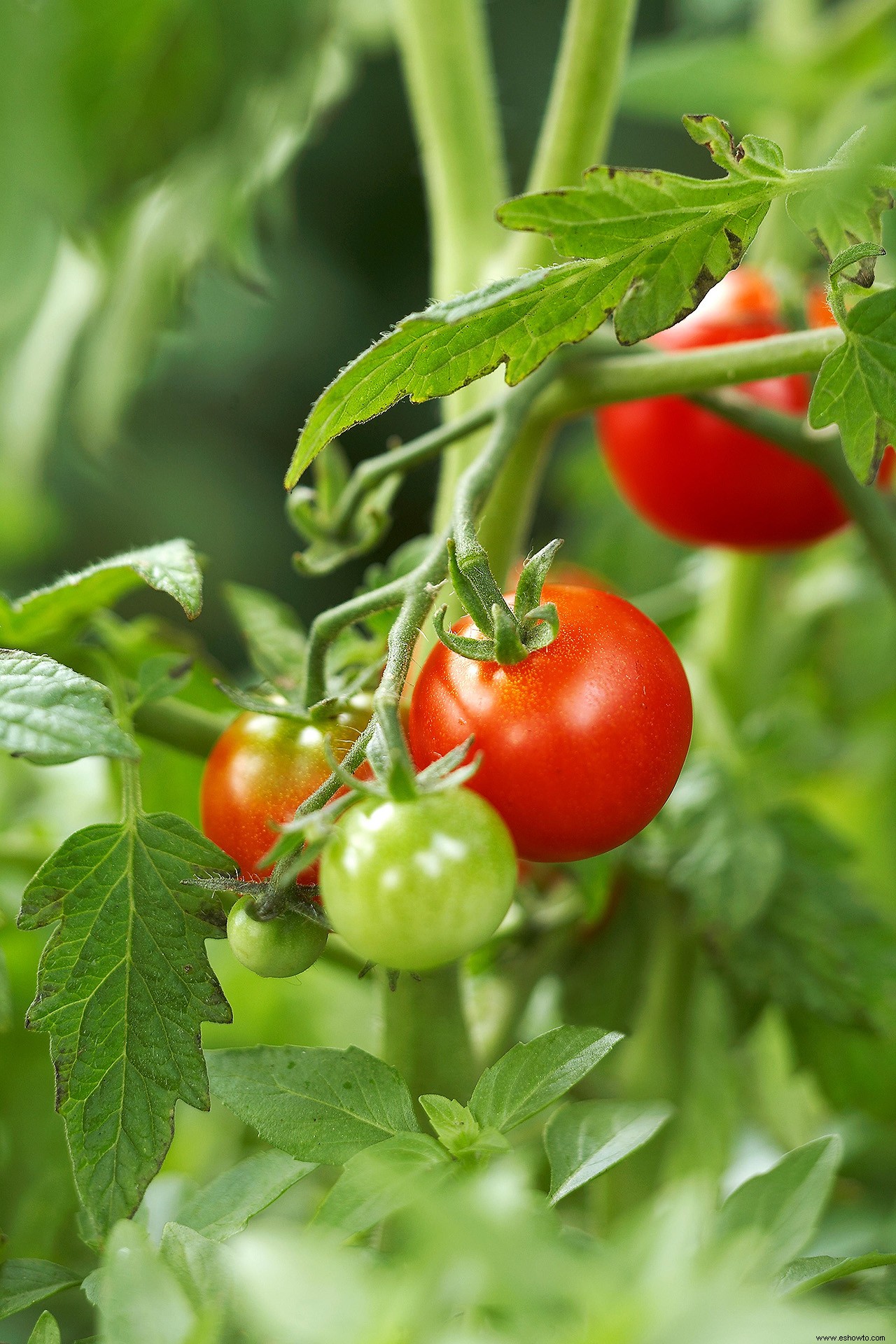 Qué vegetales plantar ahora en su jardín comestible 