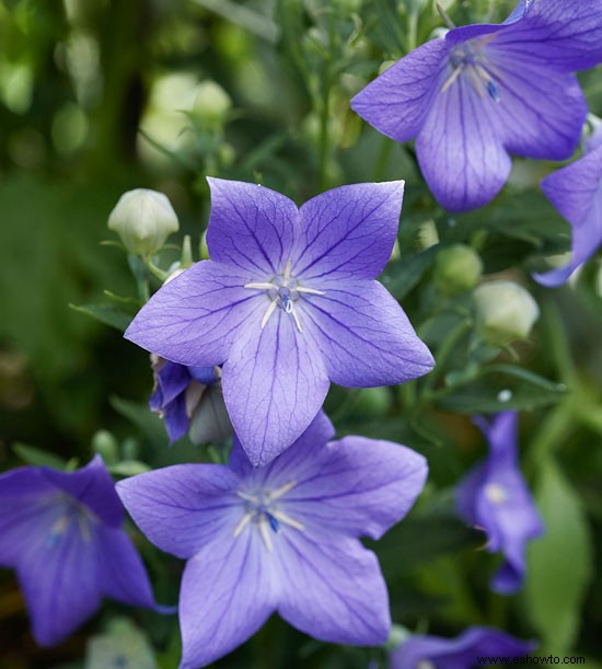 ¿Qué son las plantas perennes? 