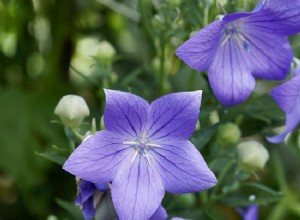 Plantas Perennes: Características, Cuidados y Ventajas para tu Jardín