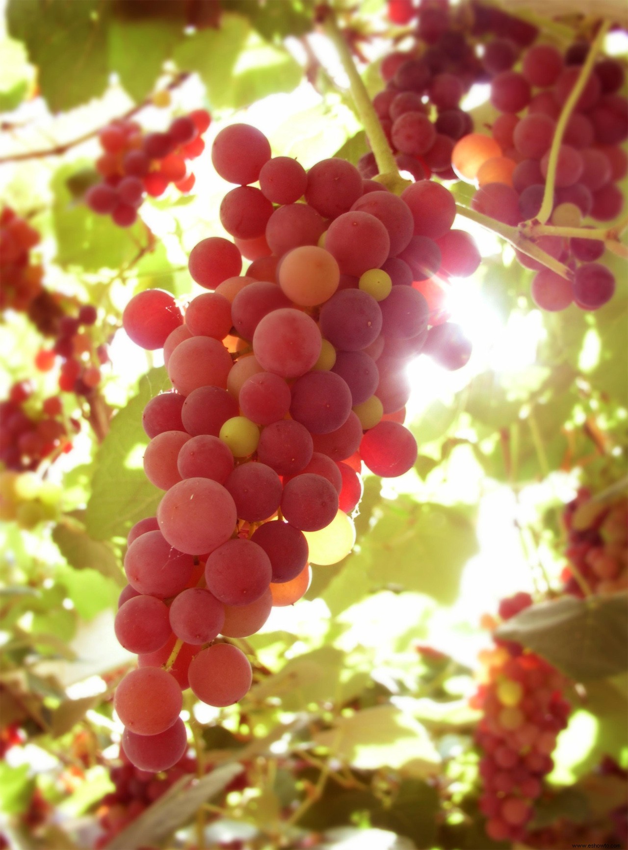 Cómo cultivar uvas para jalea, jugo y más 