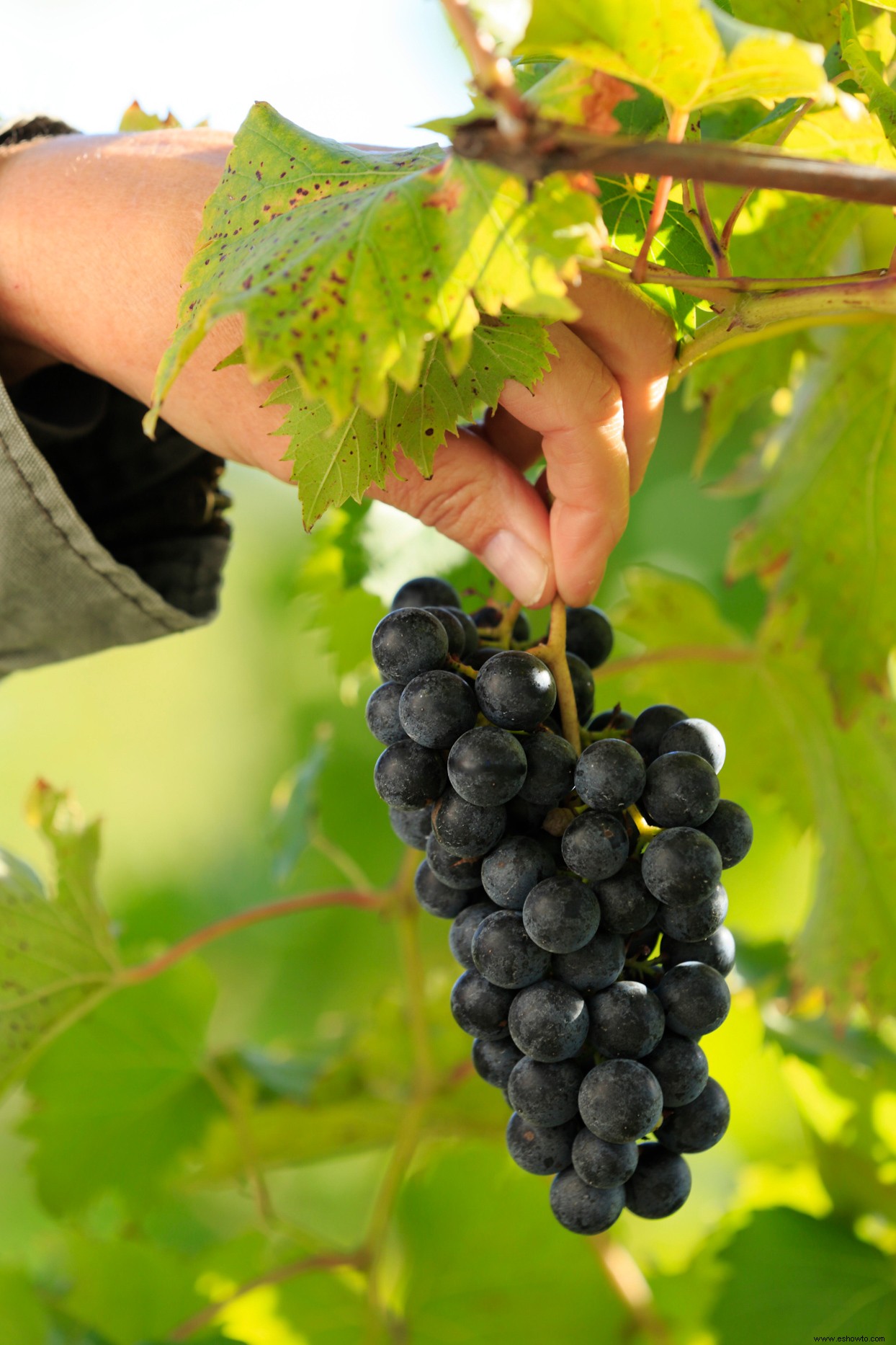 Cómo cultivar uvas para jalea, jugo y más 