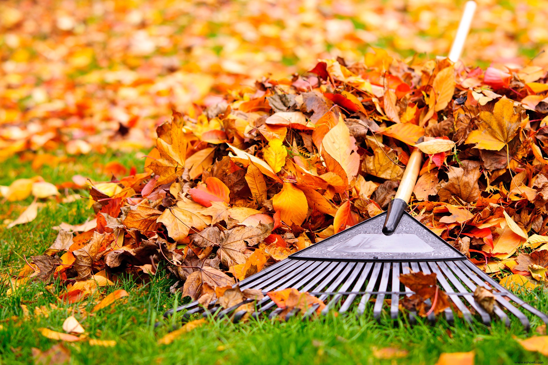 Siga esta lista de verificación de jardín de otoño para preparar su jardín para el invierno 