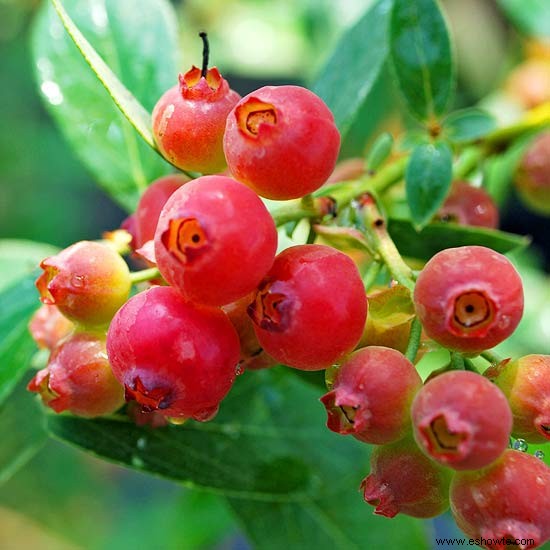 Cultiva tu propia limonada rosada de arándanos 