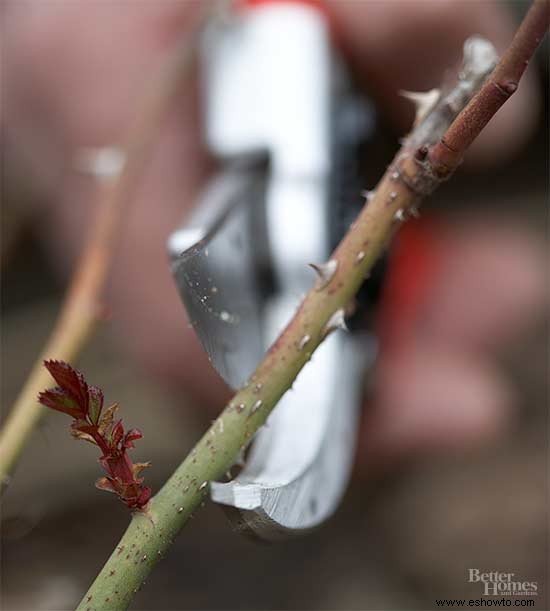 Cultiva tu propia limonada rosada de arándanos 