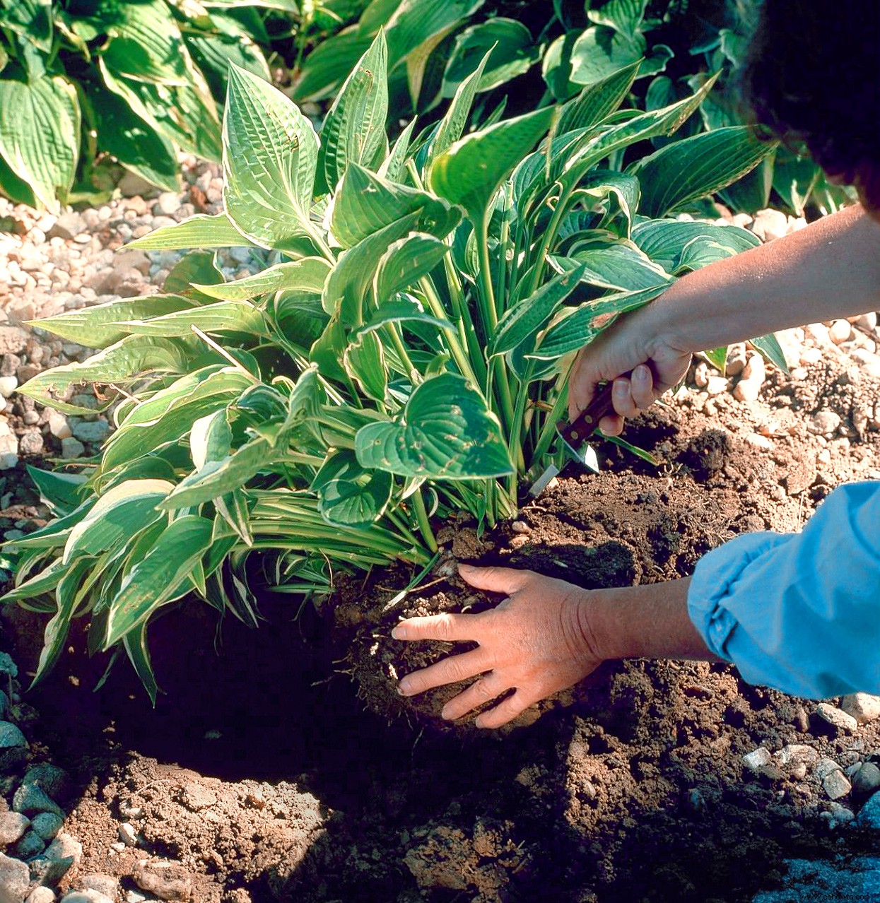 Cómo dividir plantas perennes para llenar tu jardín con más plantas gratis 