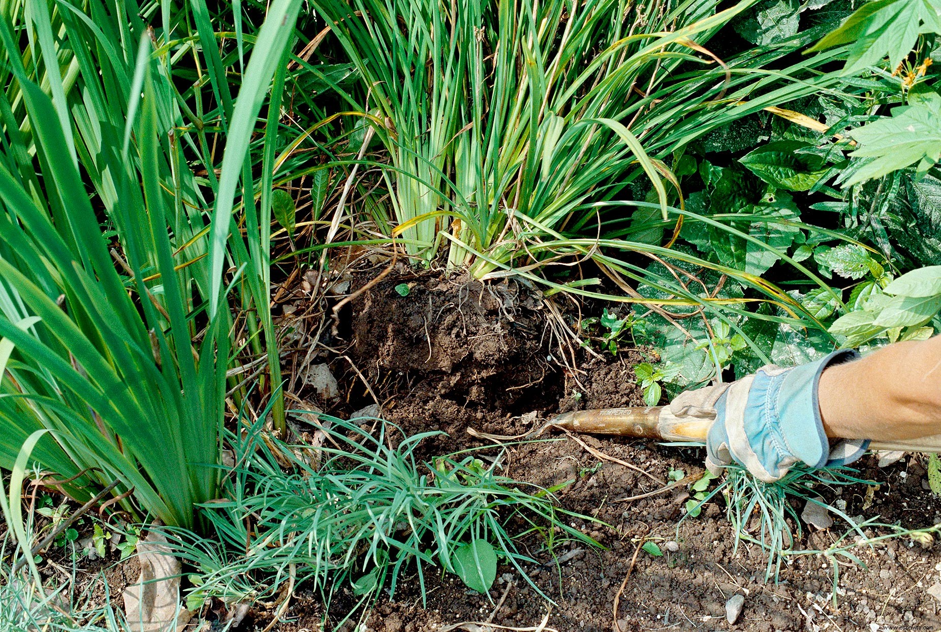 Cómo dividir plantas perennes para llenar tu jardín con más plantas gratis 