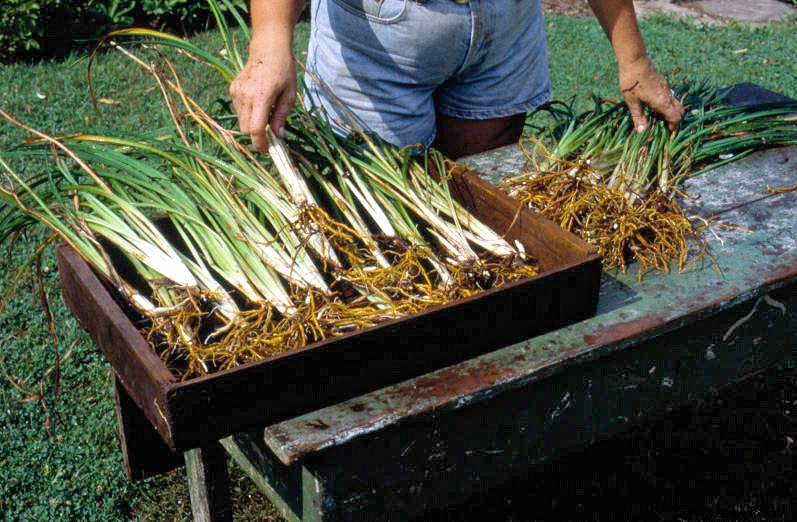 Cómo dividir plantas perennes para llenar tu jardín con más plantas gratis 