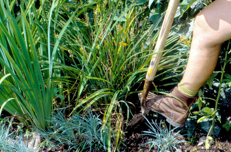 Cómo dividir plantas perennes para llenar tu jardín con más plantas gratis 