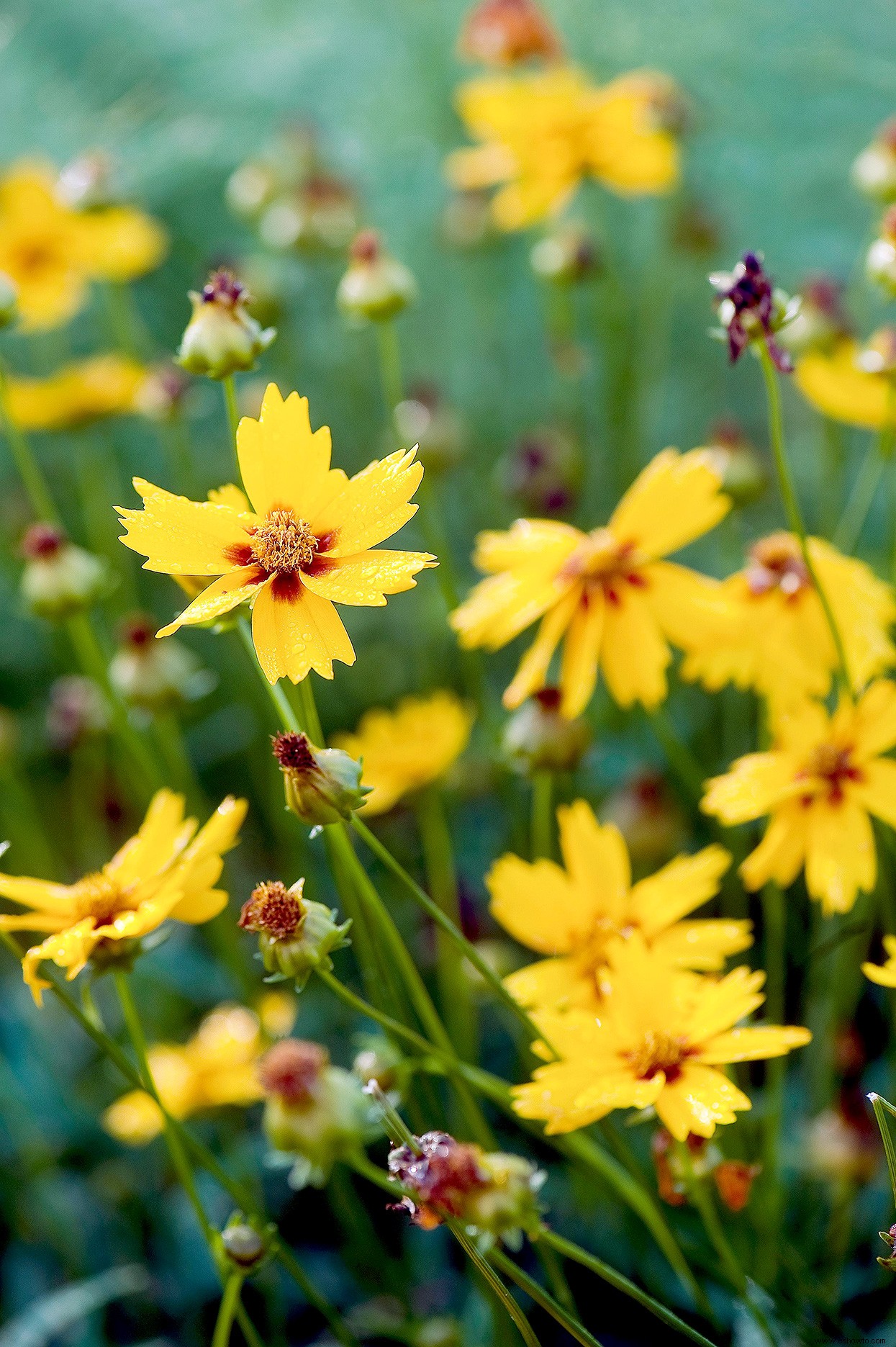 Cómo dividir plantas perennes para llenar tu jardín con más plantas gratis 