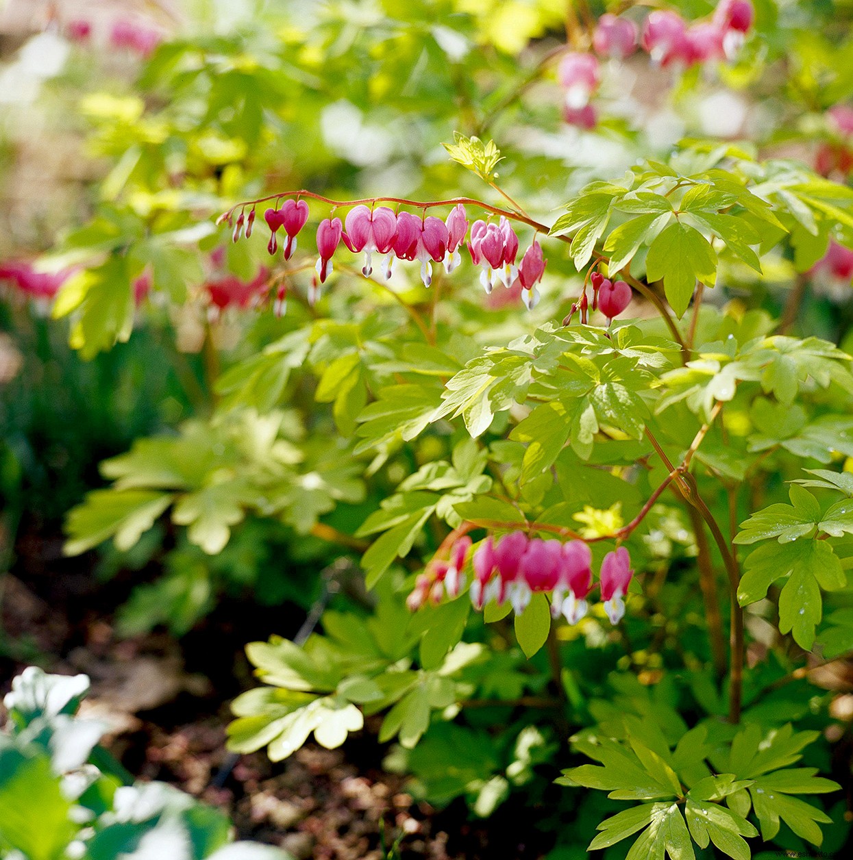 Cómo dividir plantas perennes para llenar tu jardín con más plantas gratis 