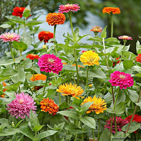 Cómo diseñar un jardín por altura de planta 