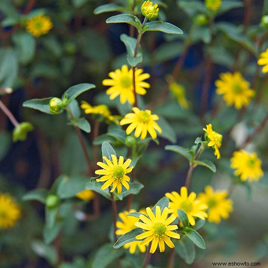 Cómo diseñar un jardín por altura de planta 