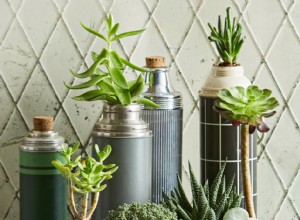 Guía esencial: Cómo regar suculentas correctamente en interiores y exteriores