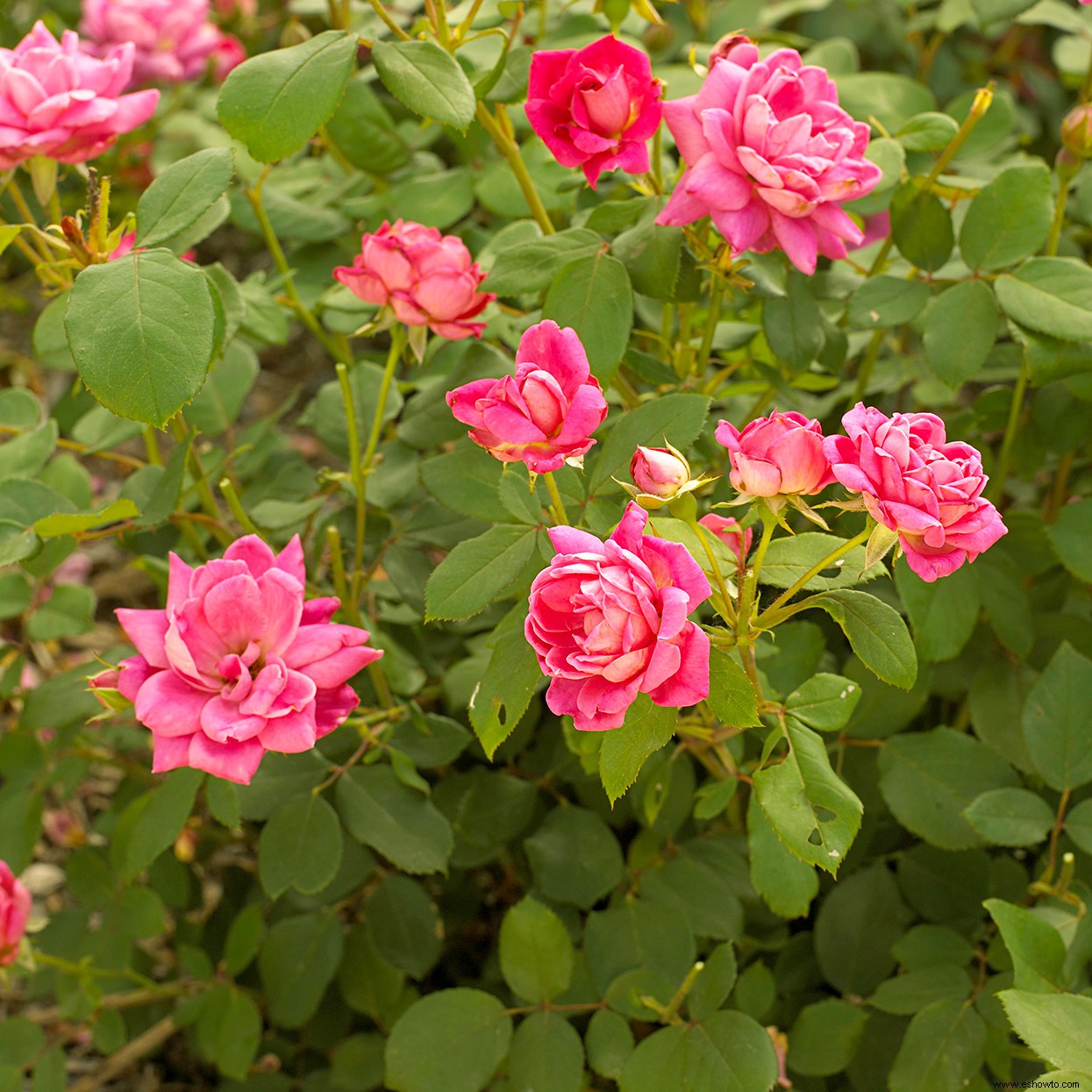 Cómo preparar sus rosas para el invierno para que sobrevivan a las heladas 