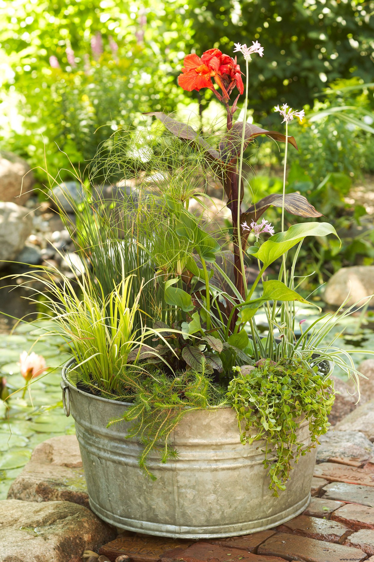 Jardín de contenedores de agua 