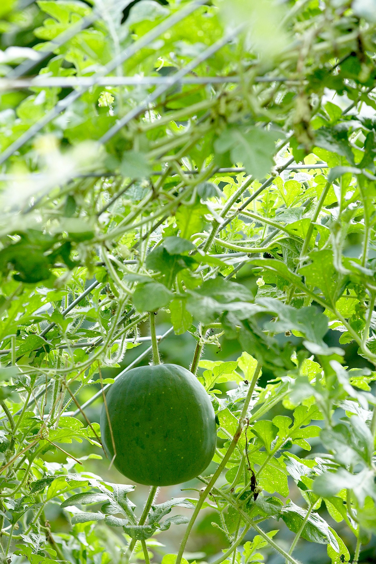 Cómo cultivar sandía para un dulce regalo de verano 