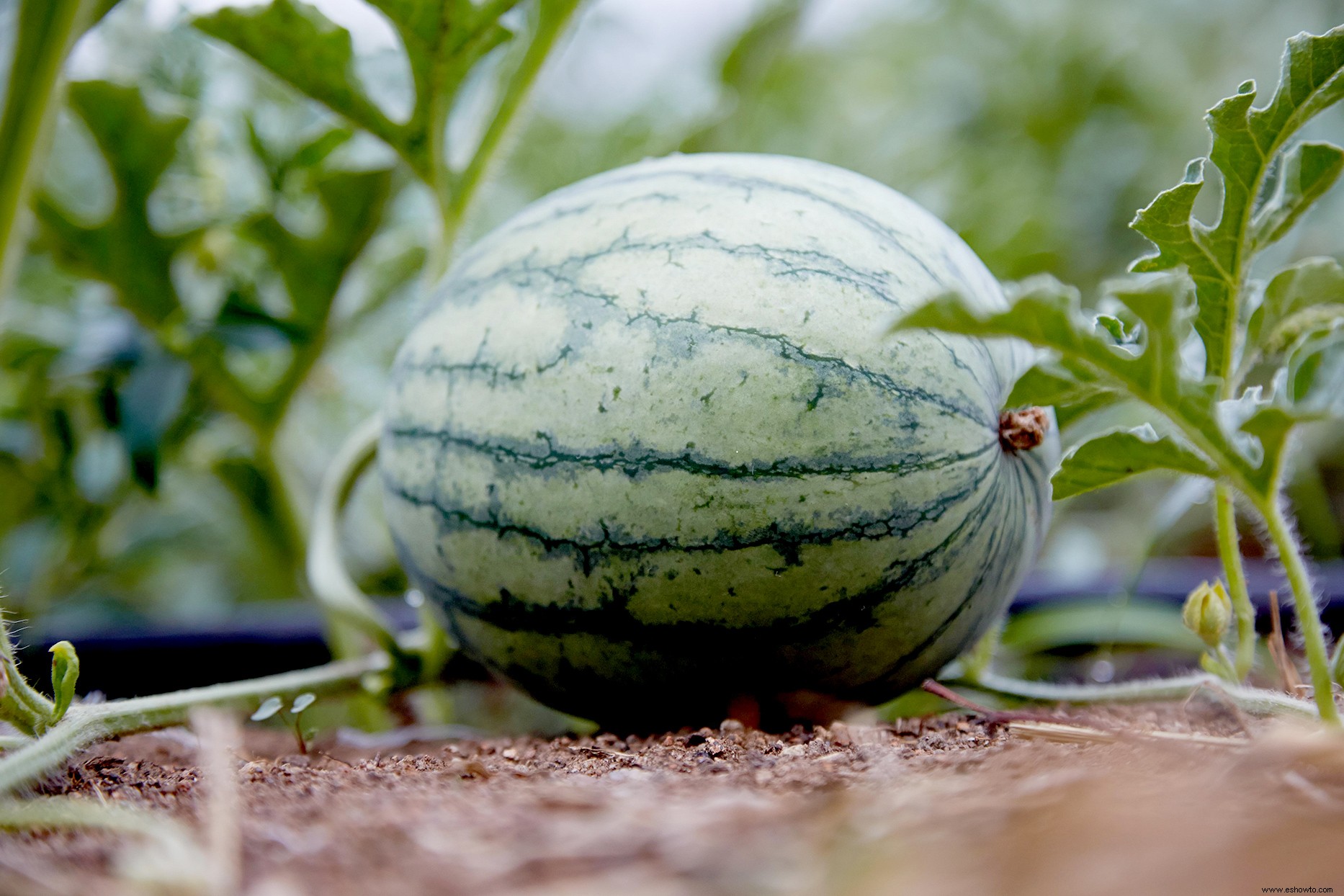 Cómo cultivar sandía para un dulce regalo de verano 