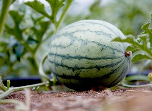 Guía Completa: Cómo Cultivar Sandías Jugosas y Dulces en Tu Jardín para el Verano