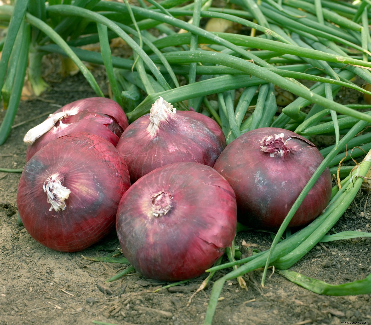 Cómo cultivar cebollas para agregar un sabor fabuloso a todas sus recetas favoritas 