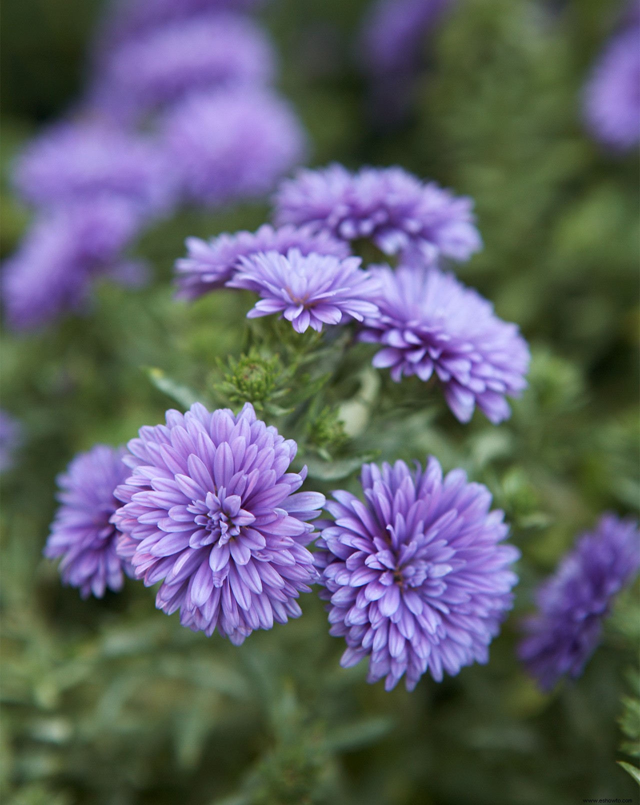 Tu guía completa para cultivar y cuidar hermosas mamás de otoño 