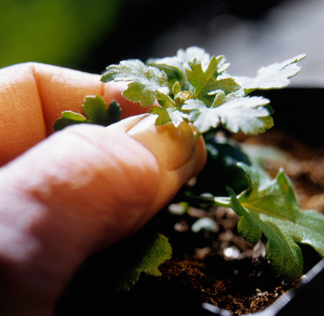 Tu guía completa para cultivar y cuidar hermosas mamás de otoño 