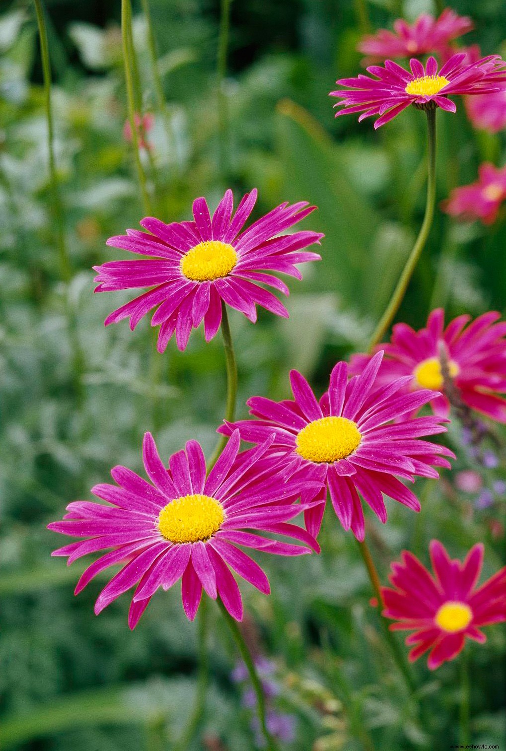 Tu guía completa para cultivar y cuidar hermosas mamás de otoño 