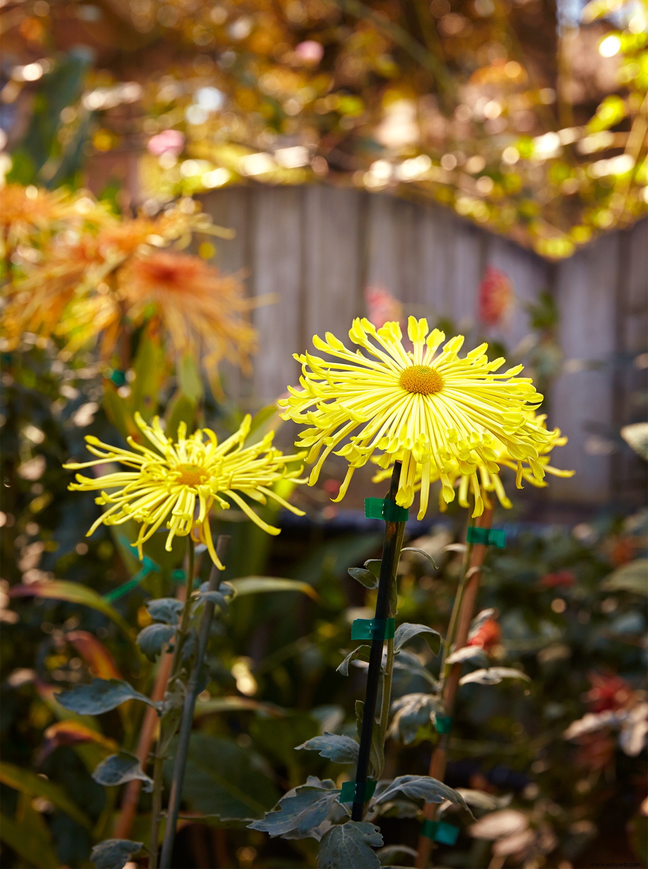 Tu guía completa para cultivar y cuidar hermosas mamás de otoño 