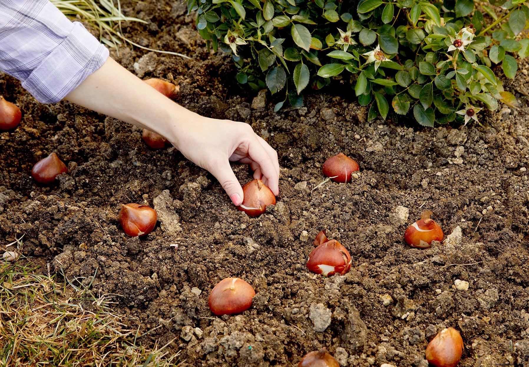 Esto es lo que se debe plantar en otoño para tener el jardín de primavera más bonito 