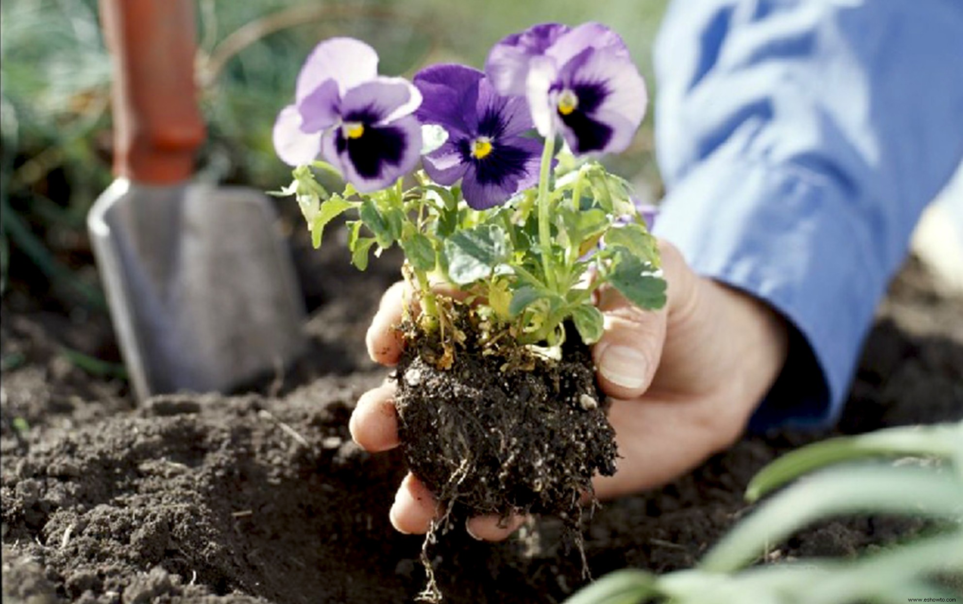 Esto es lo que se debe plantar en otoño para tener el jardín de primavera más bonito 