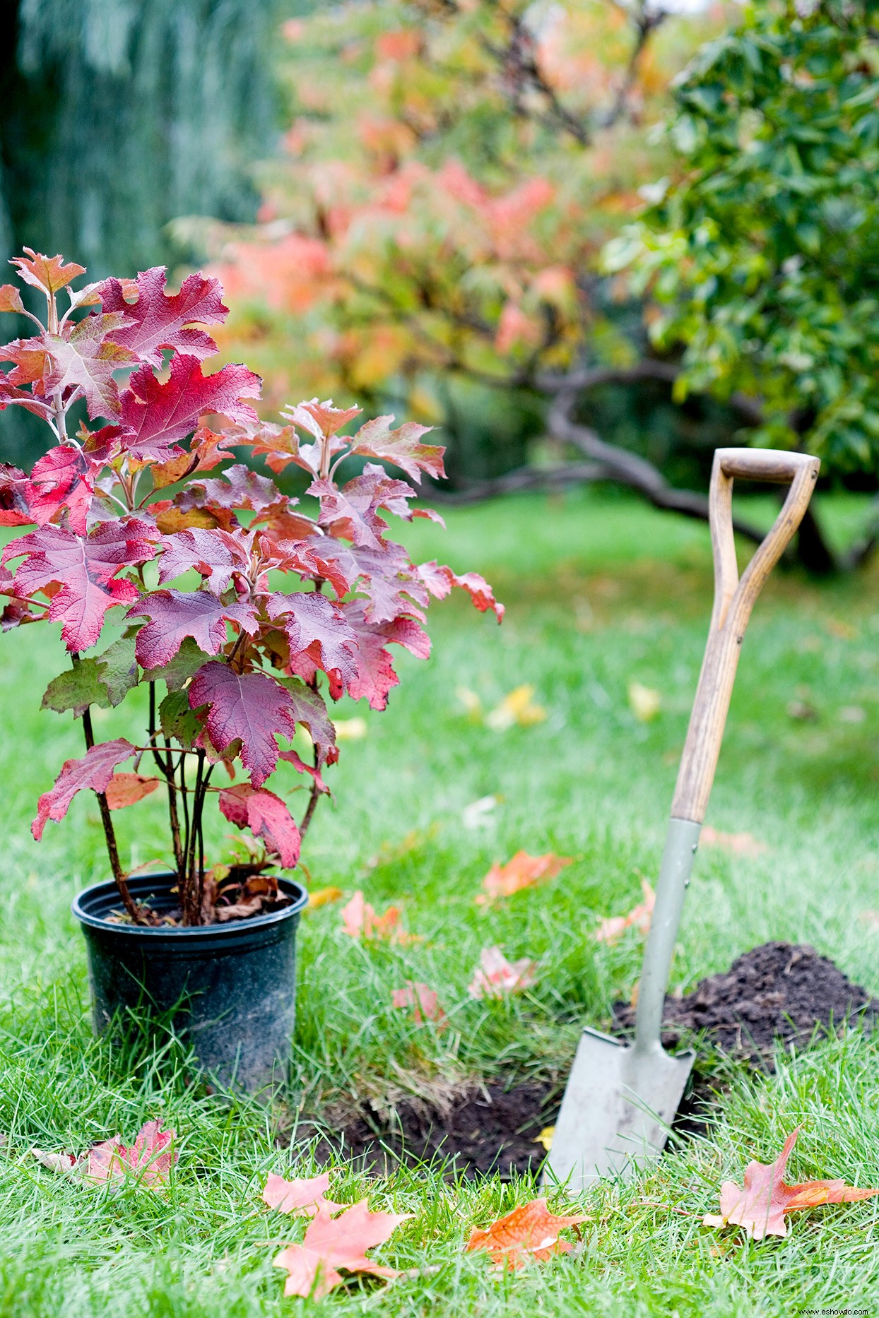 Esto es lo que se debe plantar en otoño para tener el jardín de primavera más bonito 