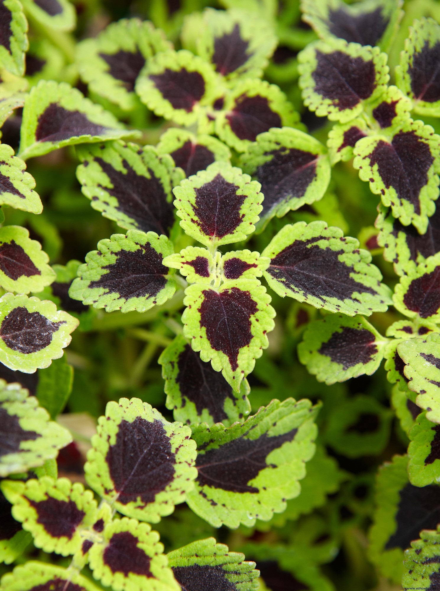 Coleus, amante de la sombra que se arrastra 