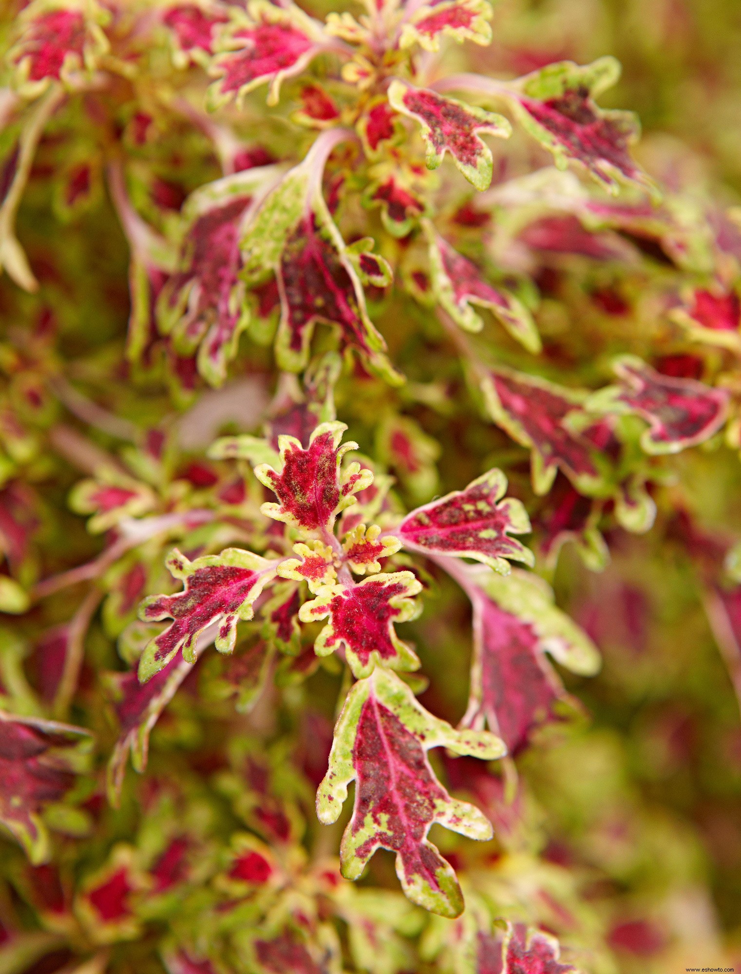 Coleus, amante de la sombra que se arrastra 