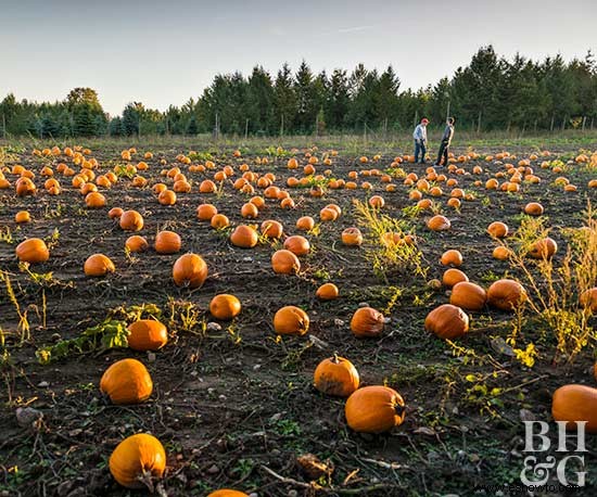 Todo sobre la calabaza de invierno 