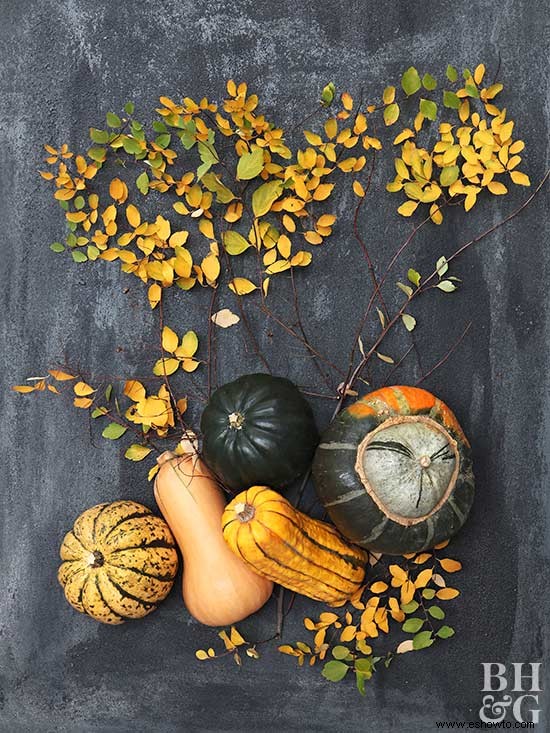 Todo sobre la calabaza de invierno 