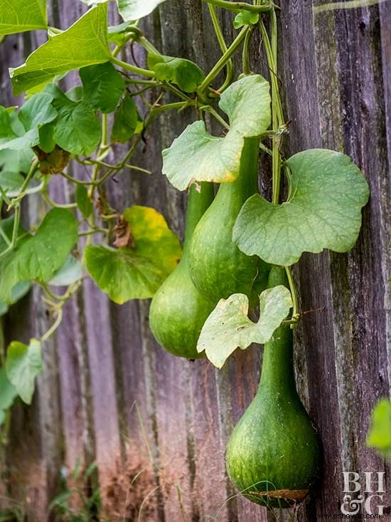 Todo sobre la calabaza de invierno 