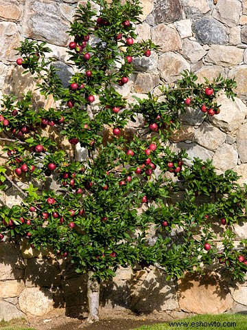 ¡Omita el huerto de manzanas y cultive sus propias manzanas! 