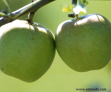 ¡Omita el huerto de manzanas y cultive sus propias manzanas! 