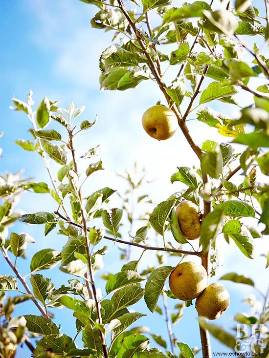 ¡Omita el huerto de manzanas y cultive sus propias manzanas! 