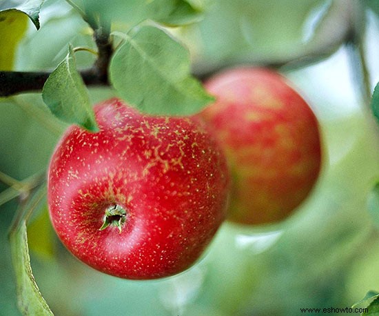 ¡Omita el huerto de manzanas y cultive sus propias manzanas! 