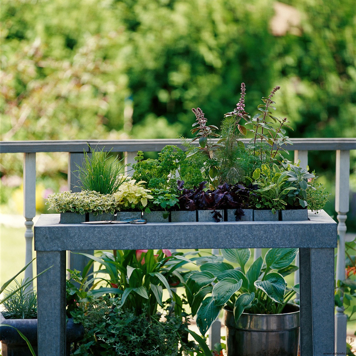 Consejos de jardinería de hierbas para principiantes 