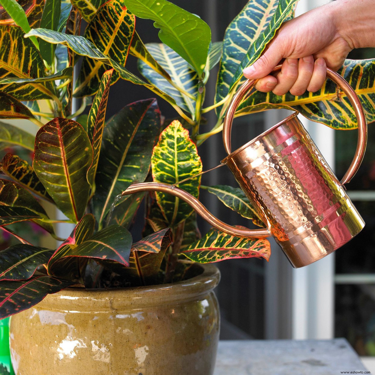 3 razones por las que las hojas de tus plantas de interior se vuelven marrones en las puntas 