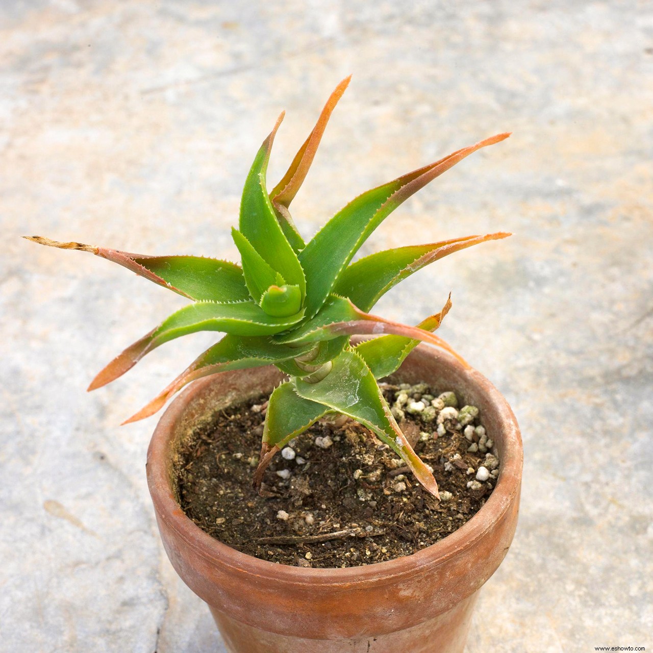 3 razones por las que las hojas de tus plantas de interior se vuelven marrones en las puntas 