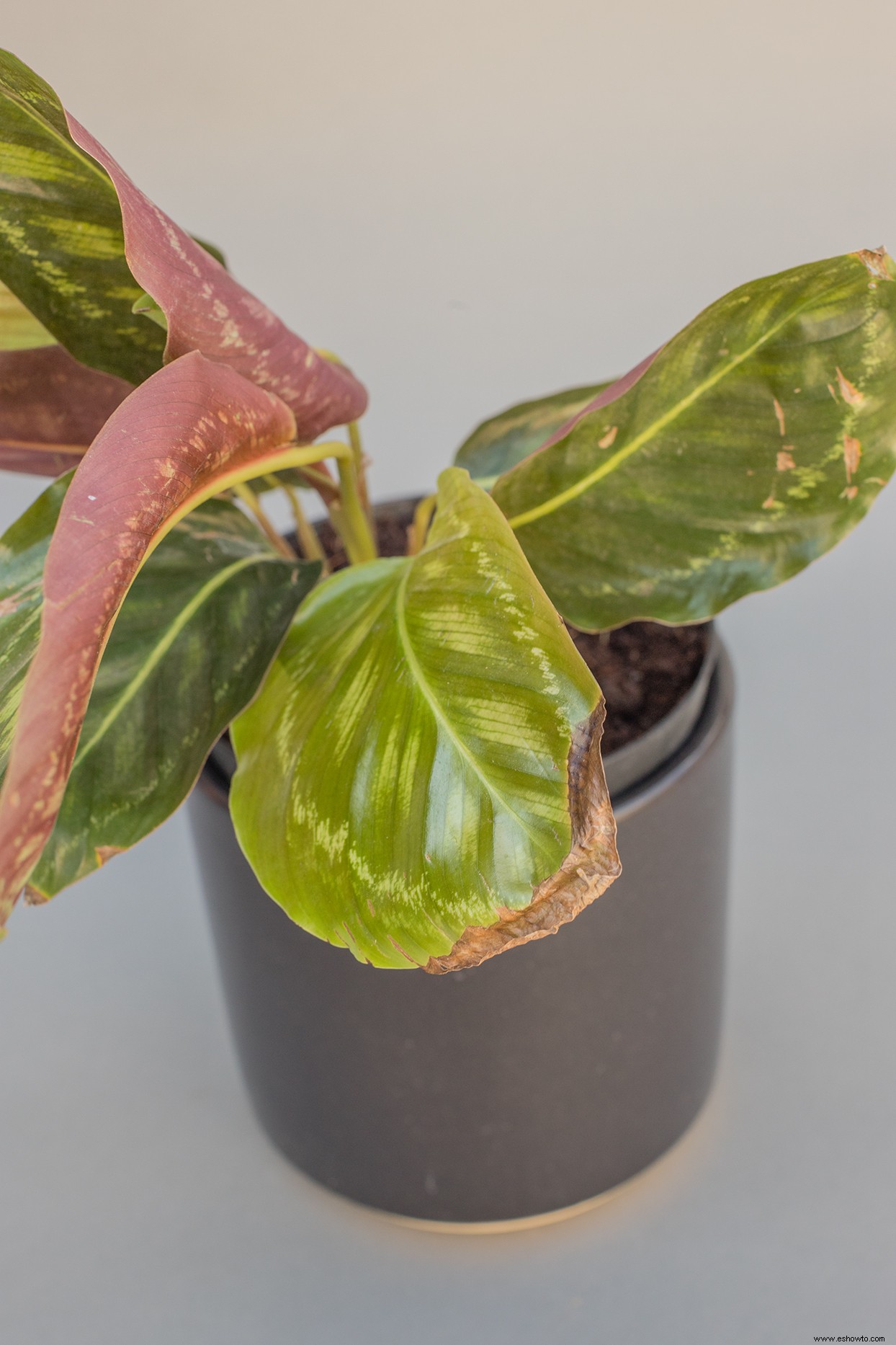 3 razones por las que las hojas de tus plantas de interior se vuelven marrones en las puntas 