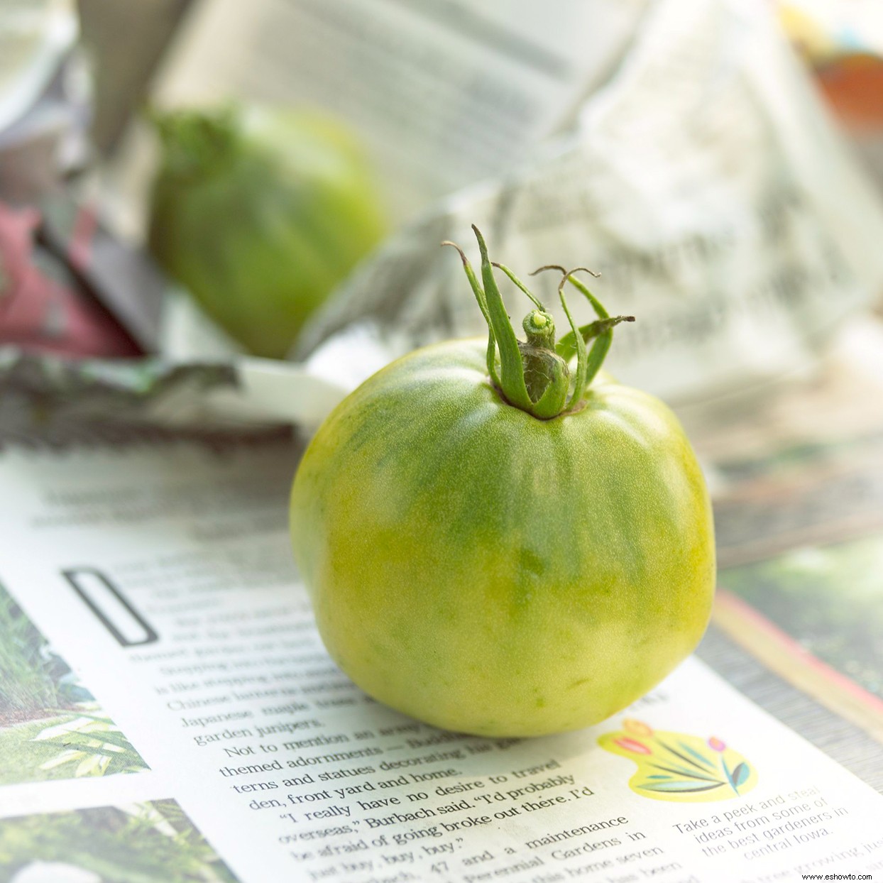 tomates verdes? He aquí por qué es posible que no estén madurando y cómo solucionarlo 