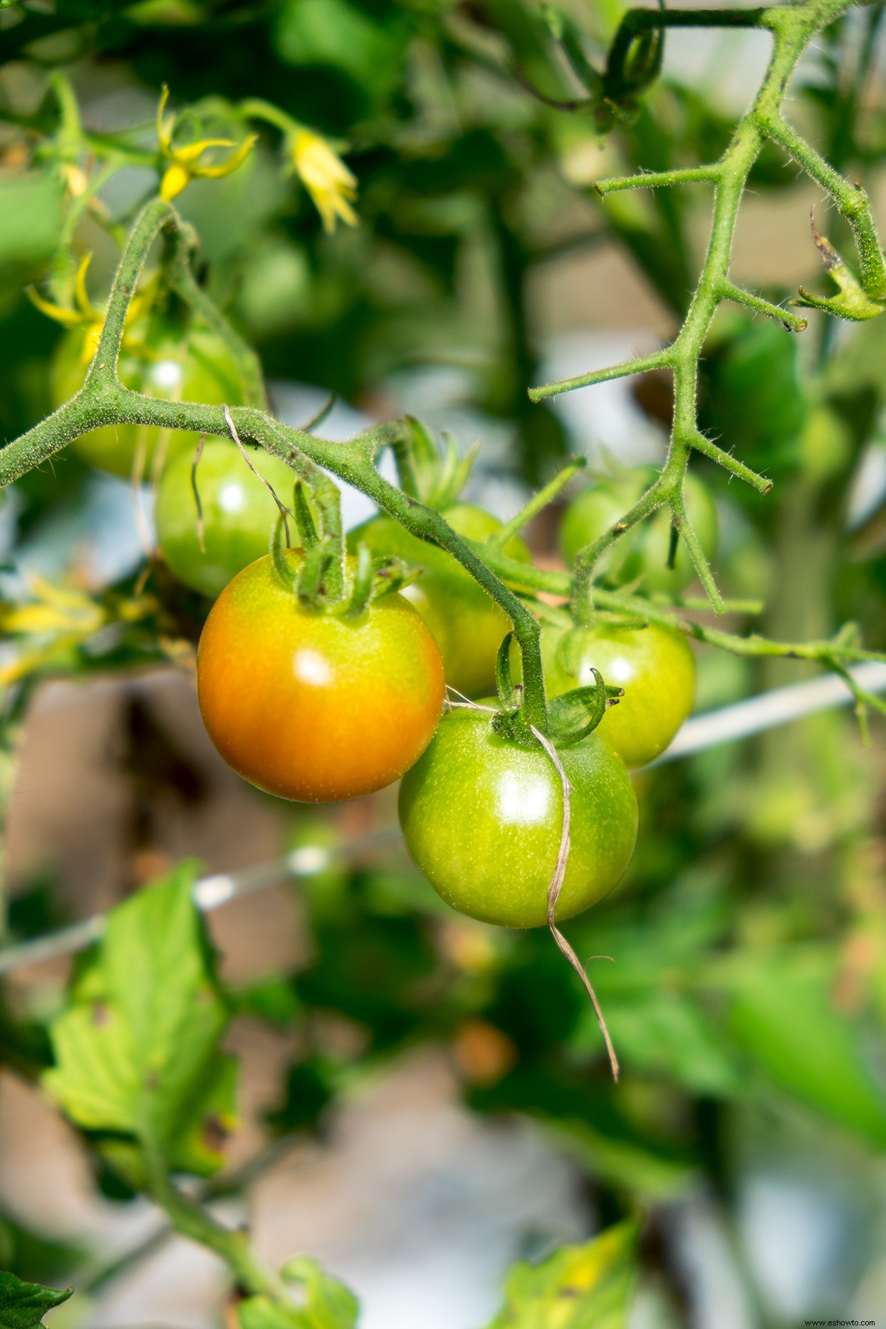 tomates verdes? He aquí por qué es posible que no estén madurando y cómo solucionarlo 