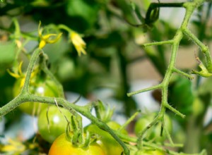 Tomates Verdes que No Maduran: Causas Principales y Soluciones Prácticas para Acelerar la Cosecha