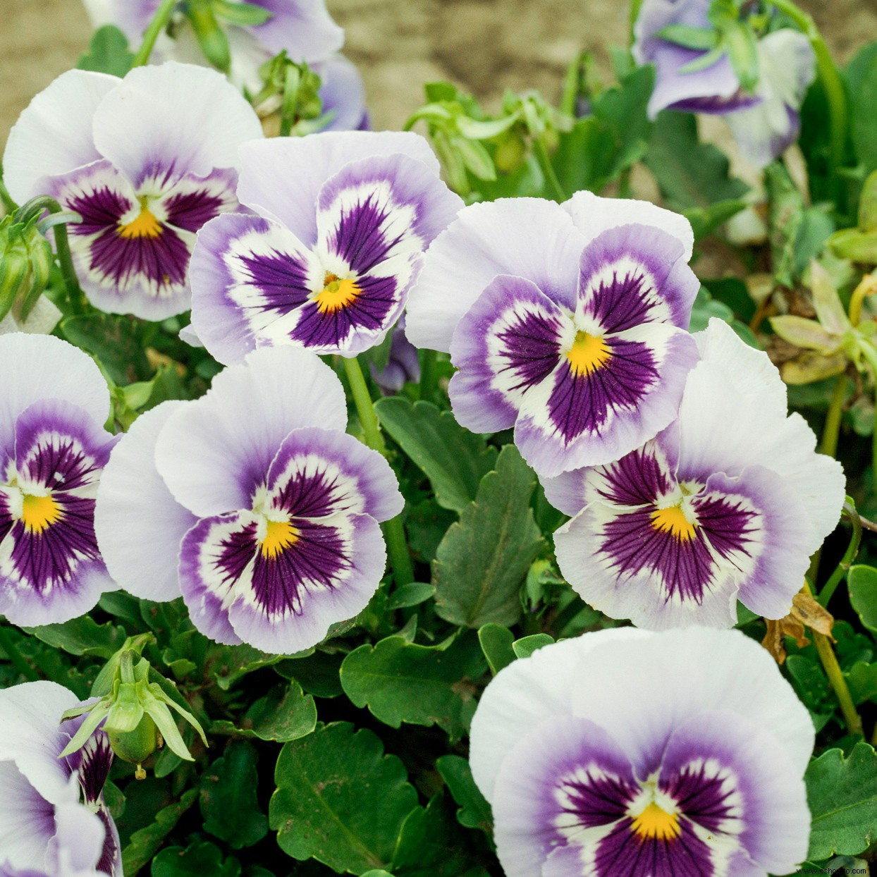 Cómo elegir y cultivar los pensamientos más bonitos para el color de la temporada fría 