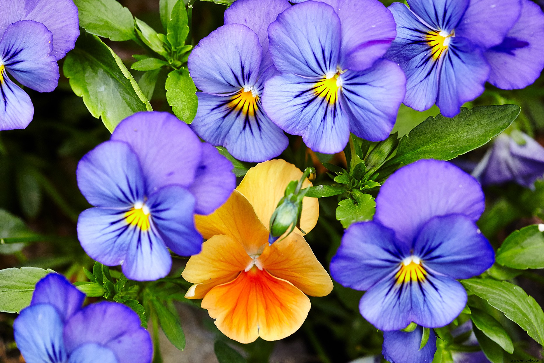 Cómo elegir y cultivar los pensamientos más bonitos para el color de la temporada fría 