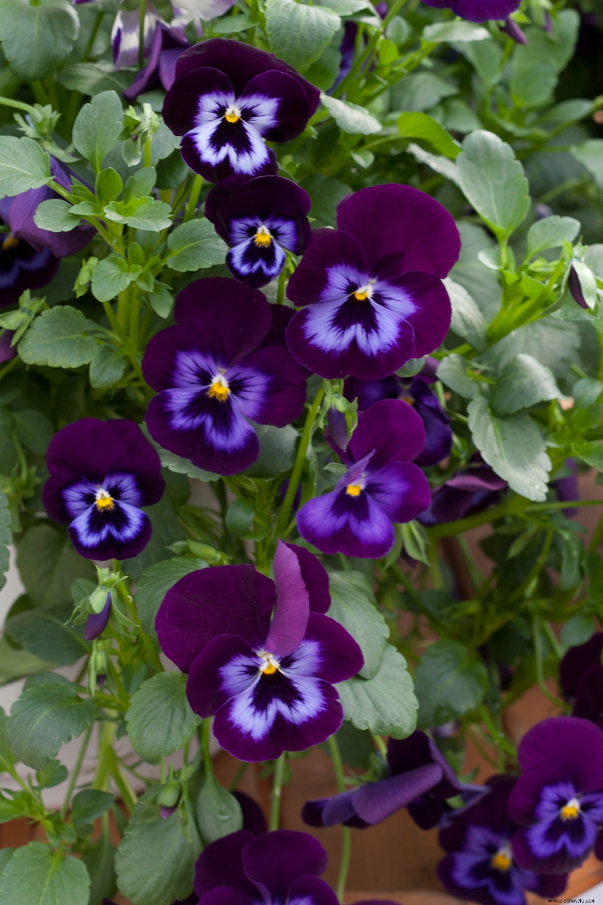 Cómo elegir y cultivar los pensamientos más bonitos para el color de la temporada fría 